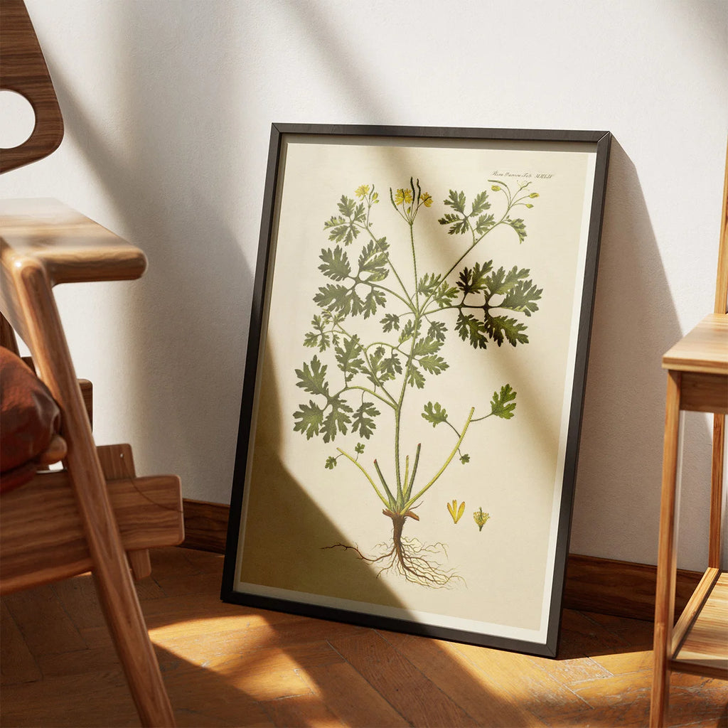Svaleurt 1832 - Flora Danica – billede 3
