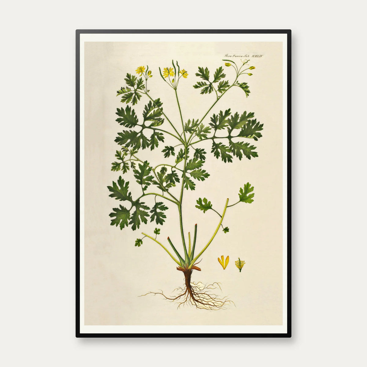 Svaleurt 1832 - Flora Danica – billede 1