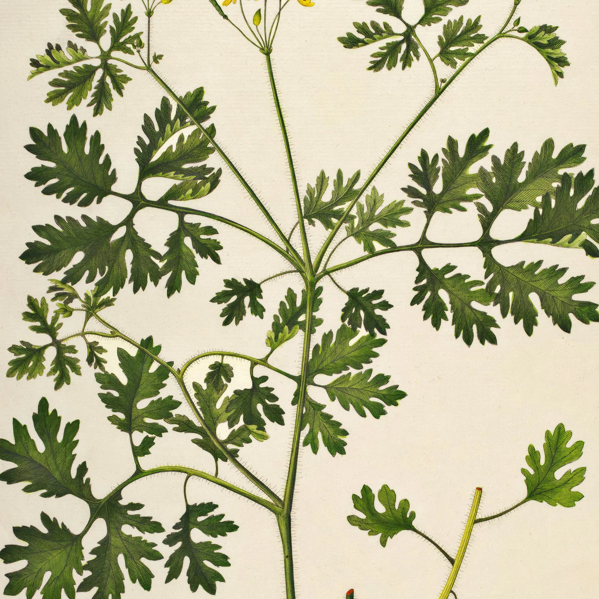 Svaleurt 1832 - Flora Danica – billede 4