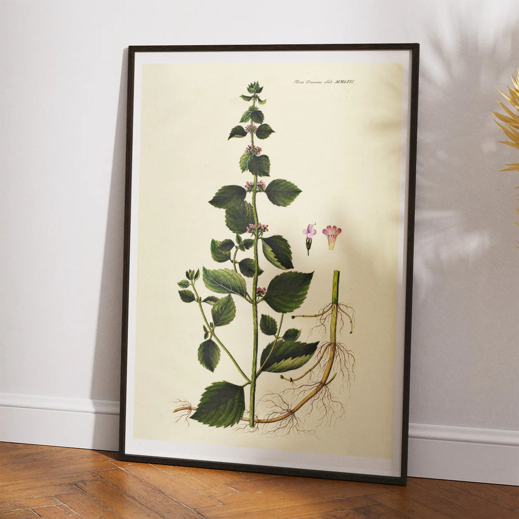 Langbladet Mynte 1832 - Flora Danica – billede 2