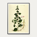 Langbladet Mynte 1832 - Flora Danica – billede 1