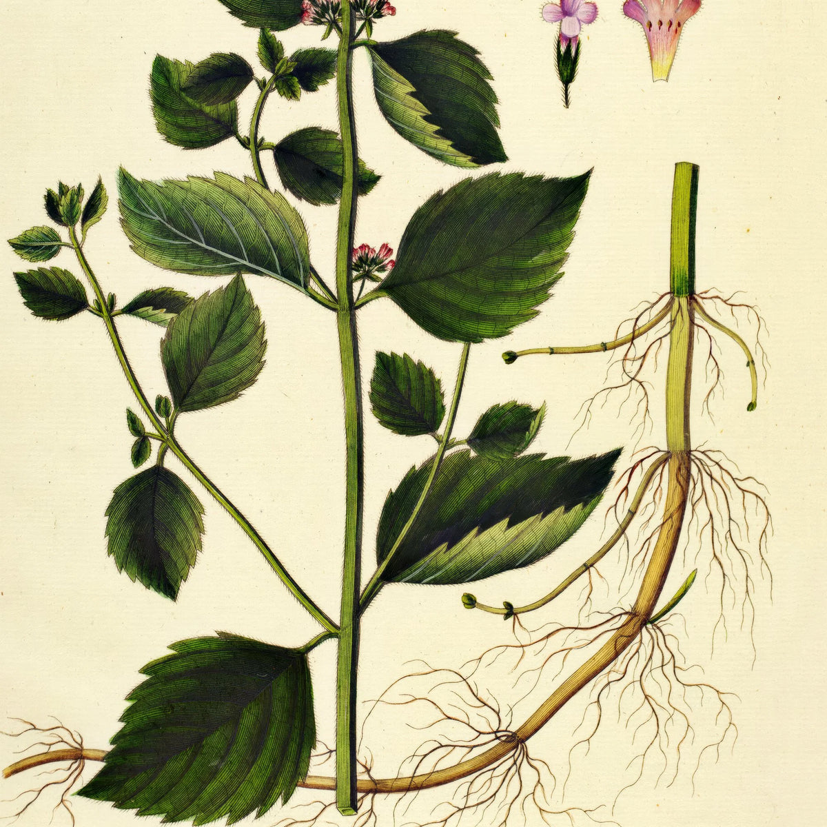 Langbladet Mynte 1832 - Flora Danica – billede 4