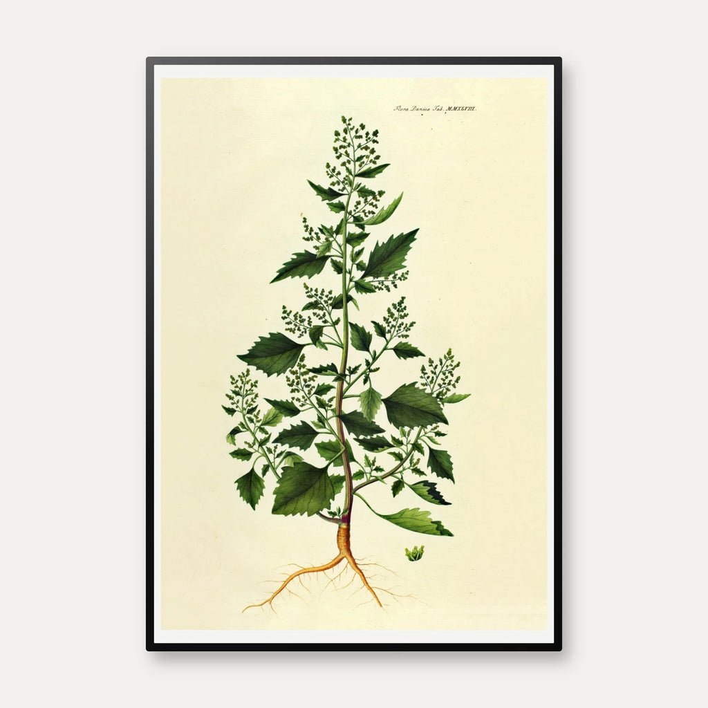 Salturt 1832 - Flora Danica – billede 1