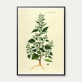 Salturt 1832 - Flora Danica – billede 1