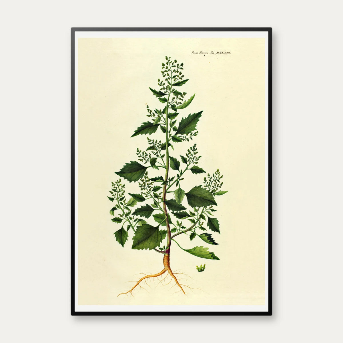 Salturt 1832 - Flora Danica – billede 1