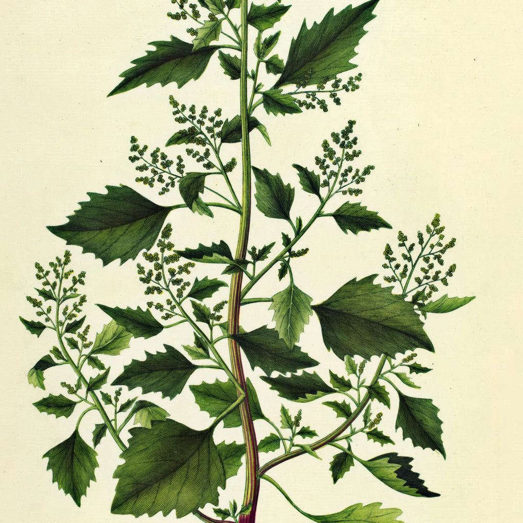 Salturt 1832 - Flora Danica – billede 4