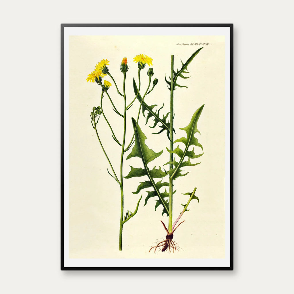 Toårig Høgeskæg 1830 - Flora Danica – billede 1