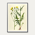 Toårig Høgeskæg 1830 - Flora Danica – billede 1