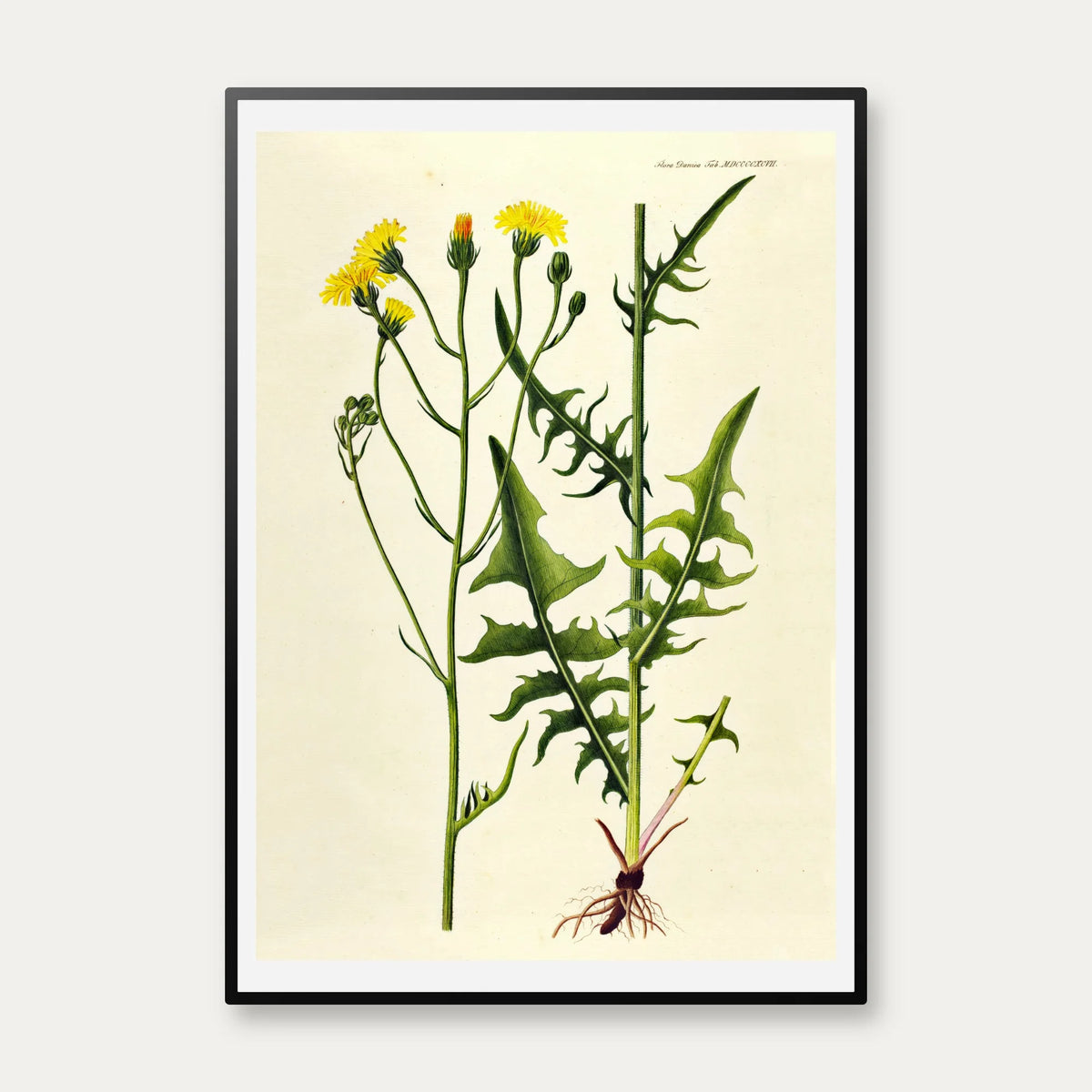 Toårig Høgeskæg 1830 - Flora Danica – billede 1
