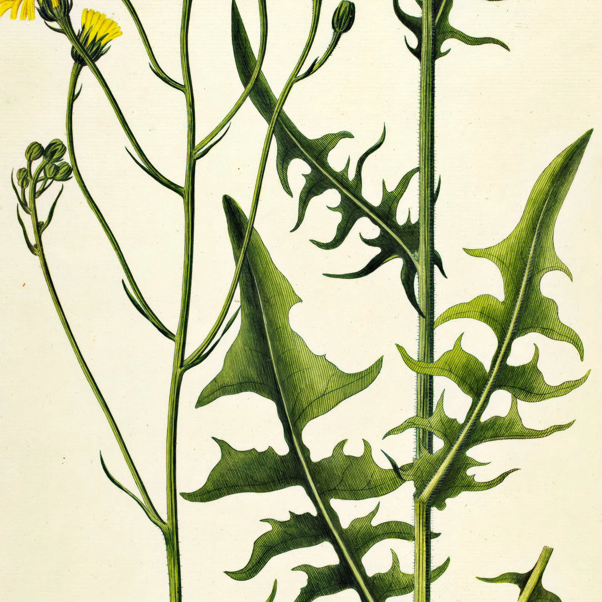 Toårig Høgeskæg 1830 - Flora Danica – billede 4