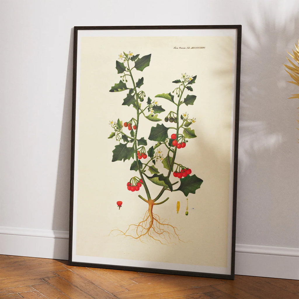 Sort Natskygge 1829 - Flora Danica – billede 2