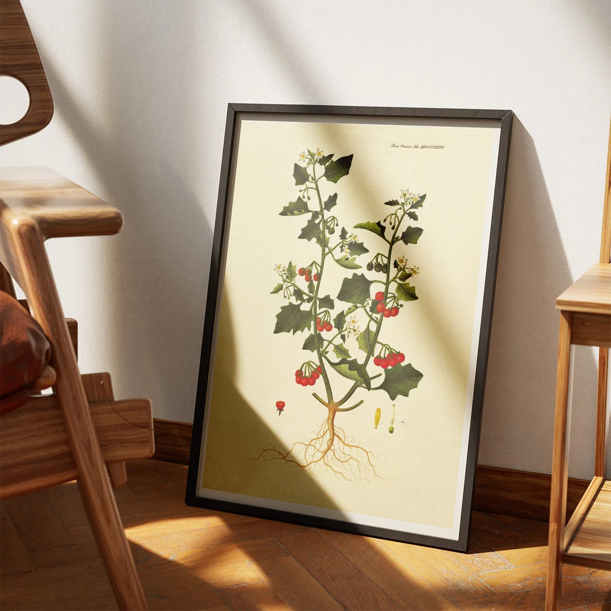 Sort Natskygge 1829 - Flora Danica – billede 3