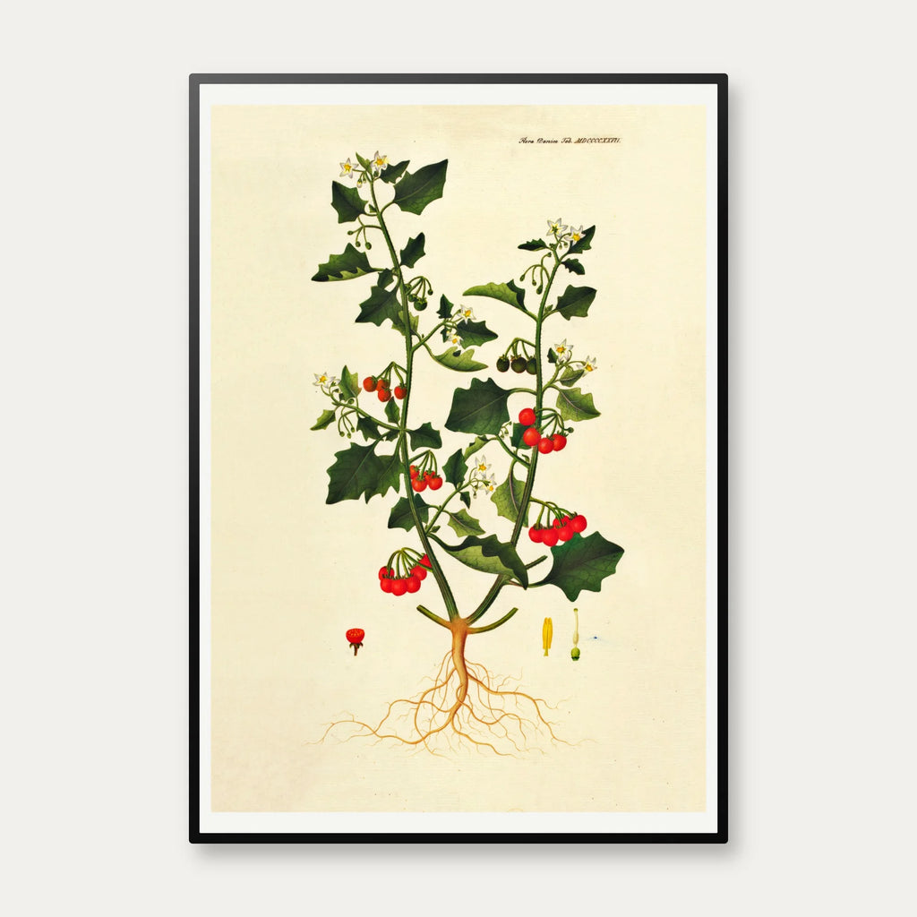 Sort Natskygge 1829 - Flora Danica – billede 1