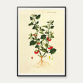 Sort Natskygge 1829 - Flora Danica – billede 1