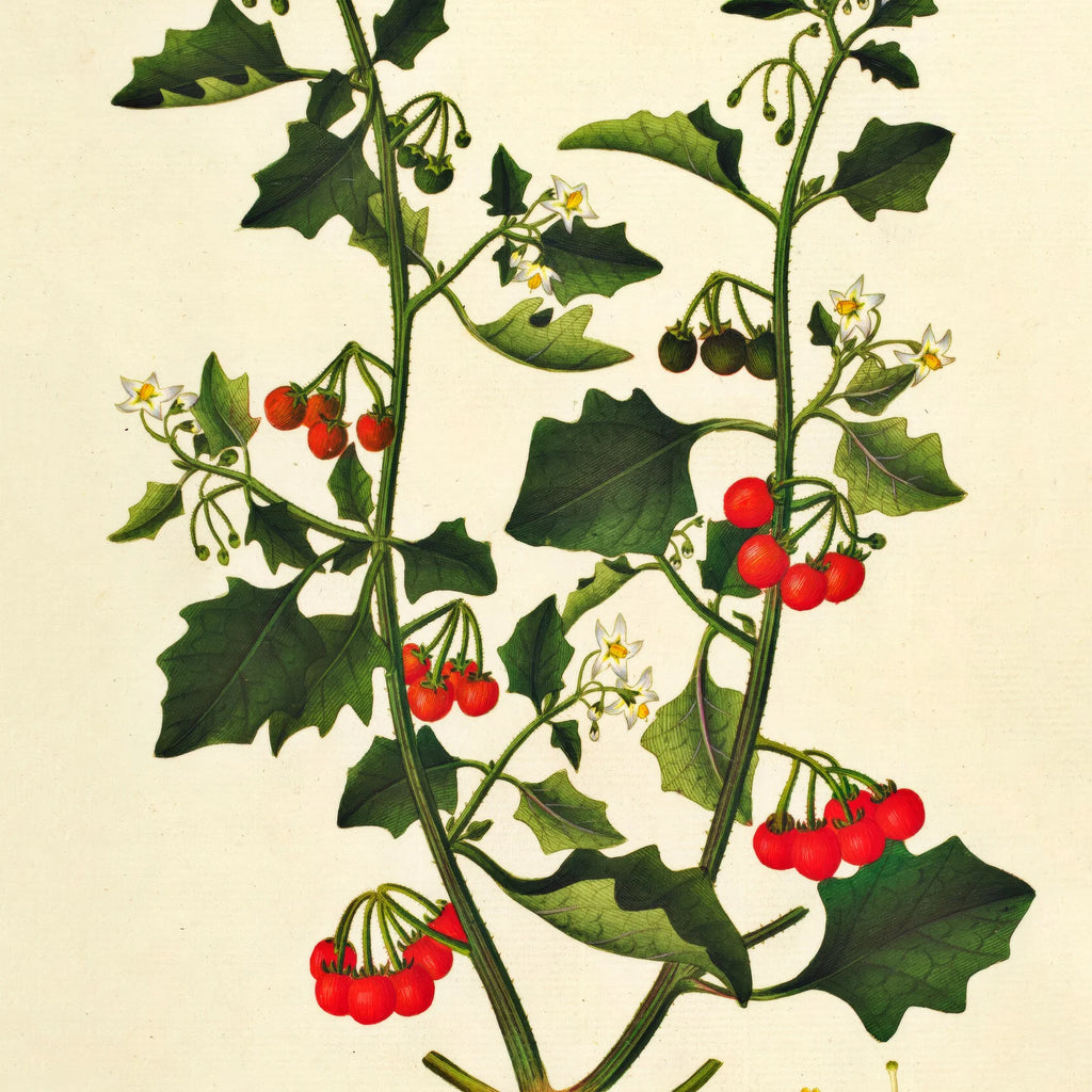 Sort Natskygge 1829 - Flora Danica – billede 4