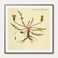 Mælkebøtte 1829 - Flora Danica – billede 1