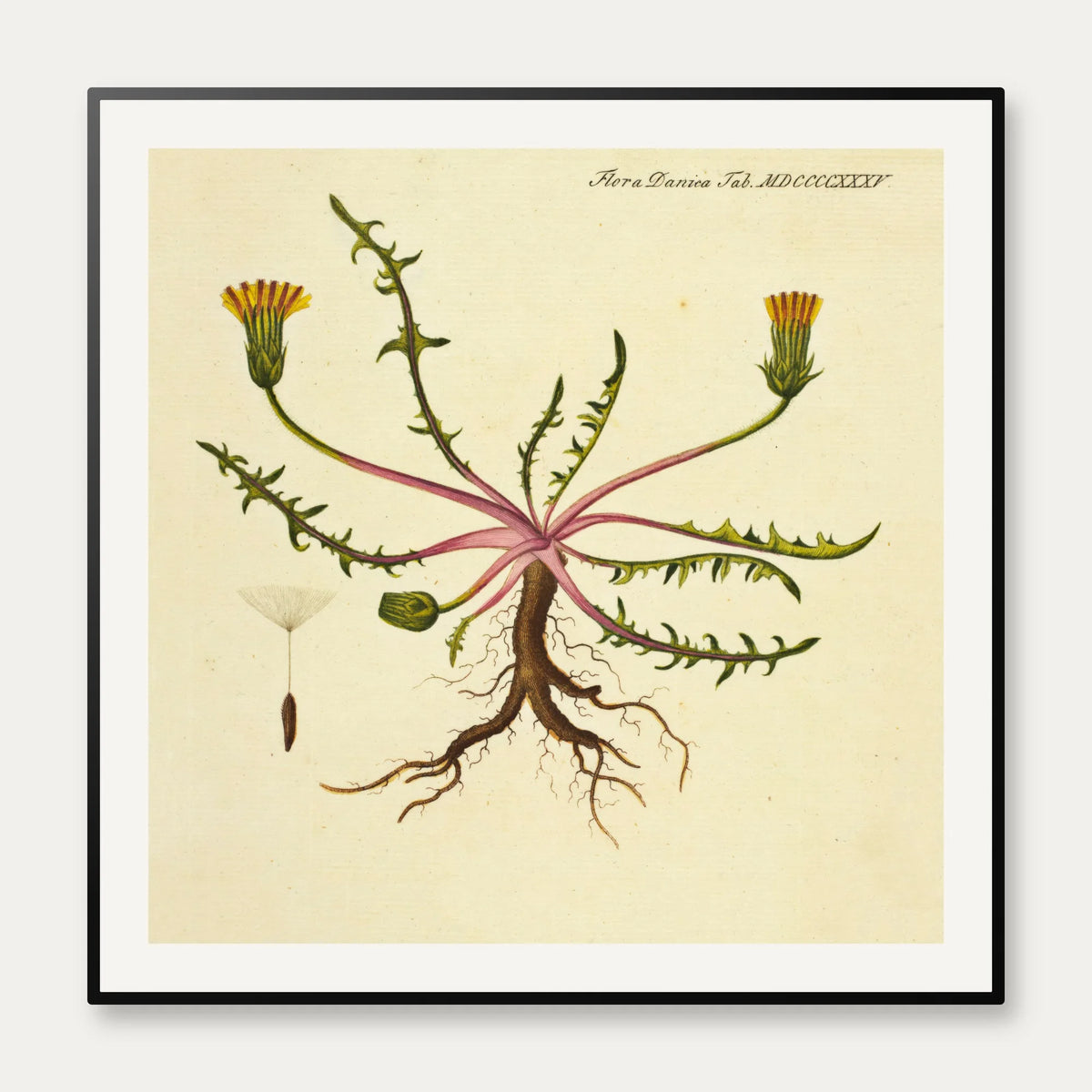 Mælkebøtte 1829 - Flora Danica – billede 1