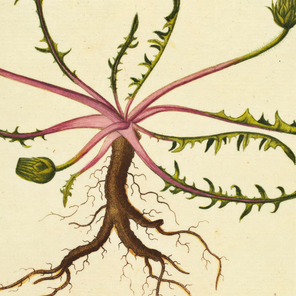 Mælkebøtte 1829 - Flora Danica – billede 4