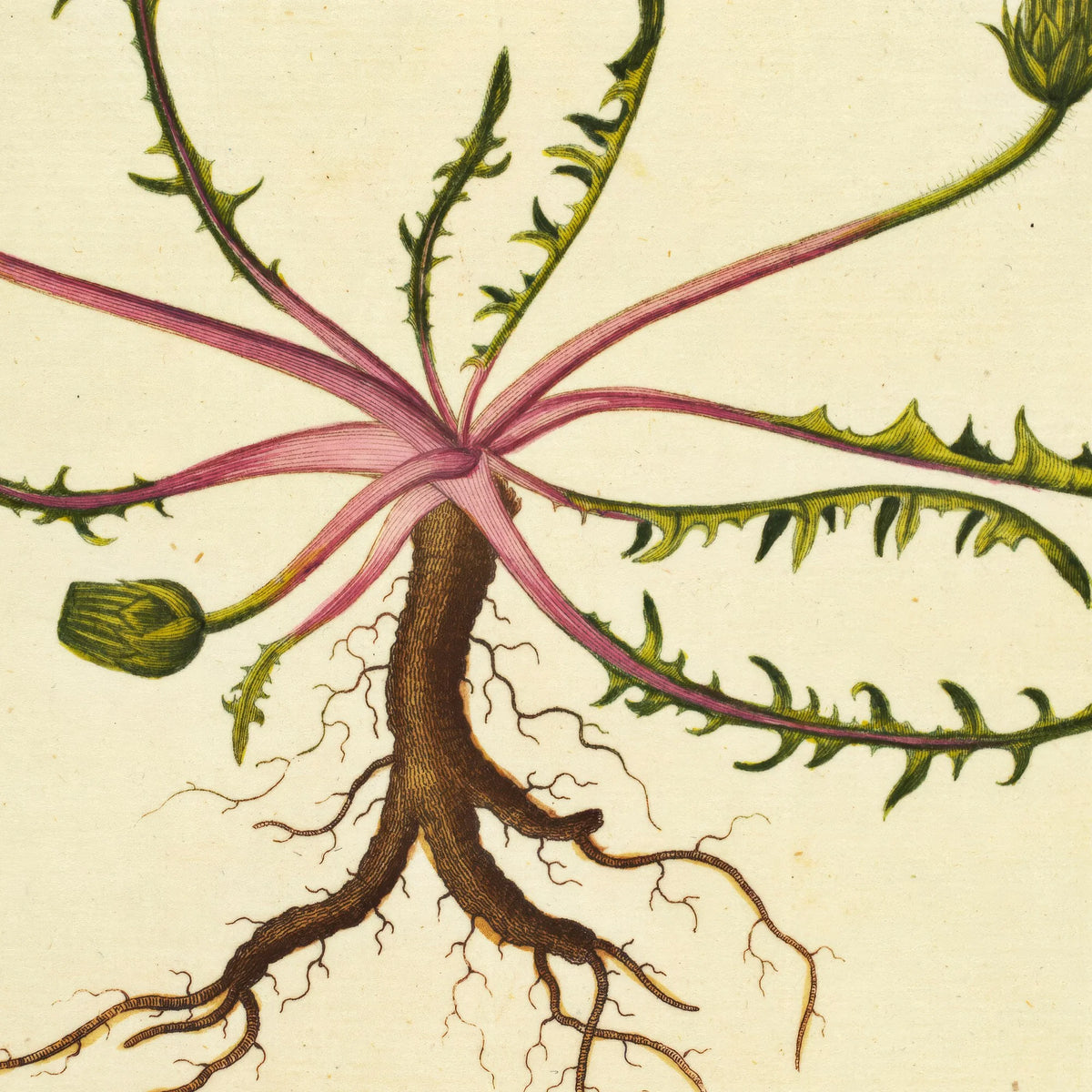 Mælkebøtte 1829 - Flora Danica – billede 4