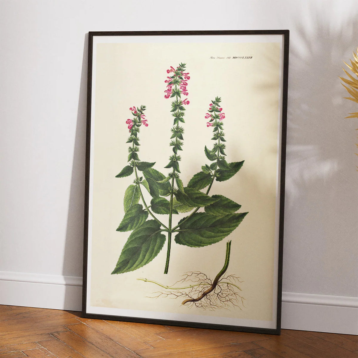 Hybrid-Galtetand 1827 - Flora Danica – billede 2