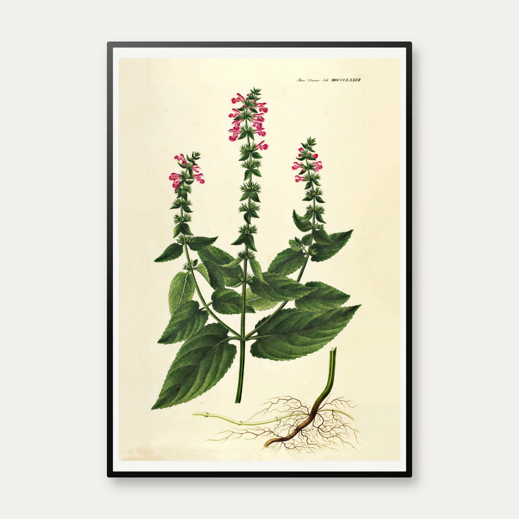Hybrid-Galtetand 1827 - Flora Danica – billede 1