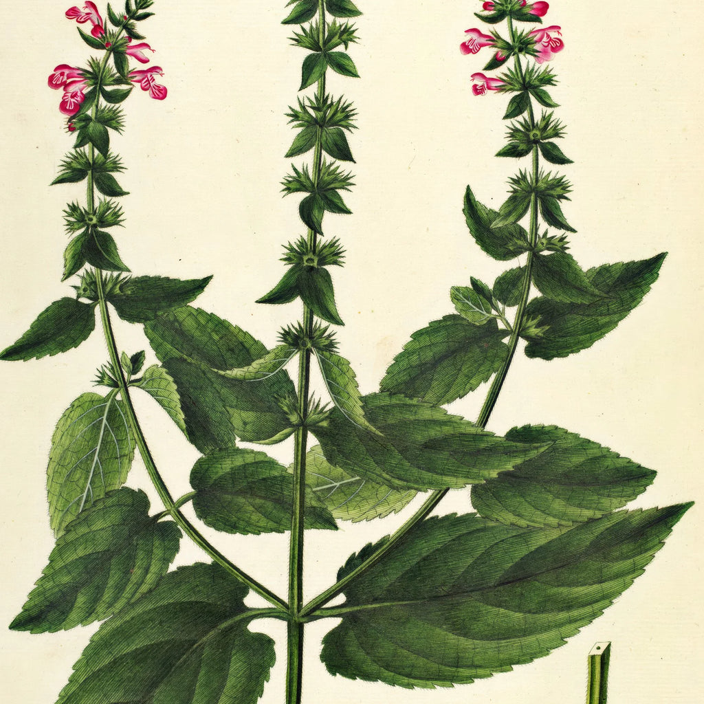 Hybrid-Galtetand 1827 - Flora Danica – billede 4