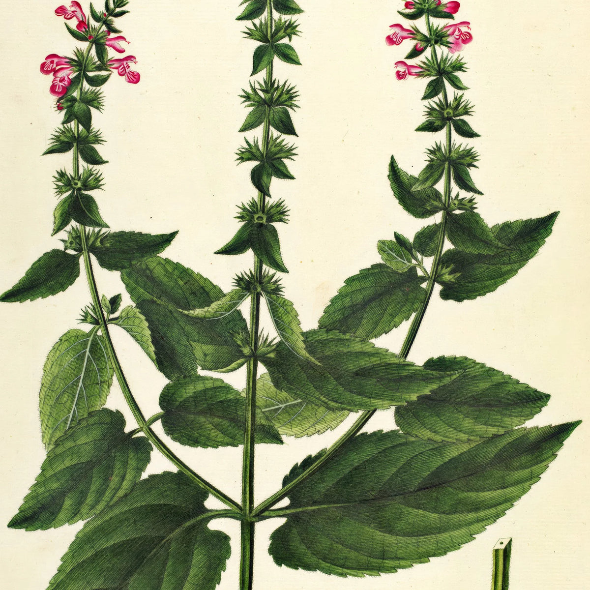 Hybrid-Galtetand 1827 - Flora Danica – billede 4