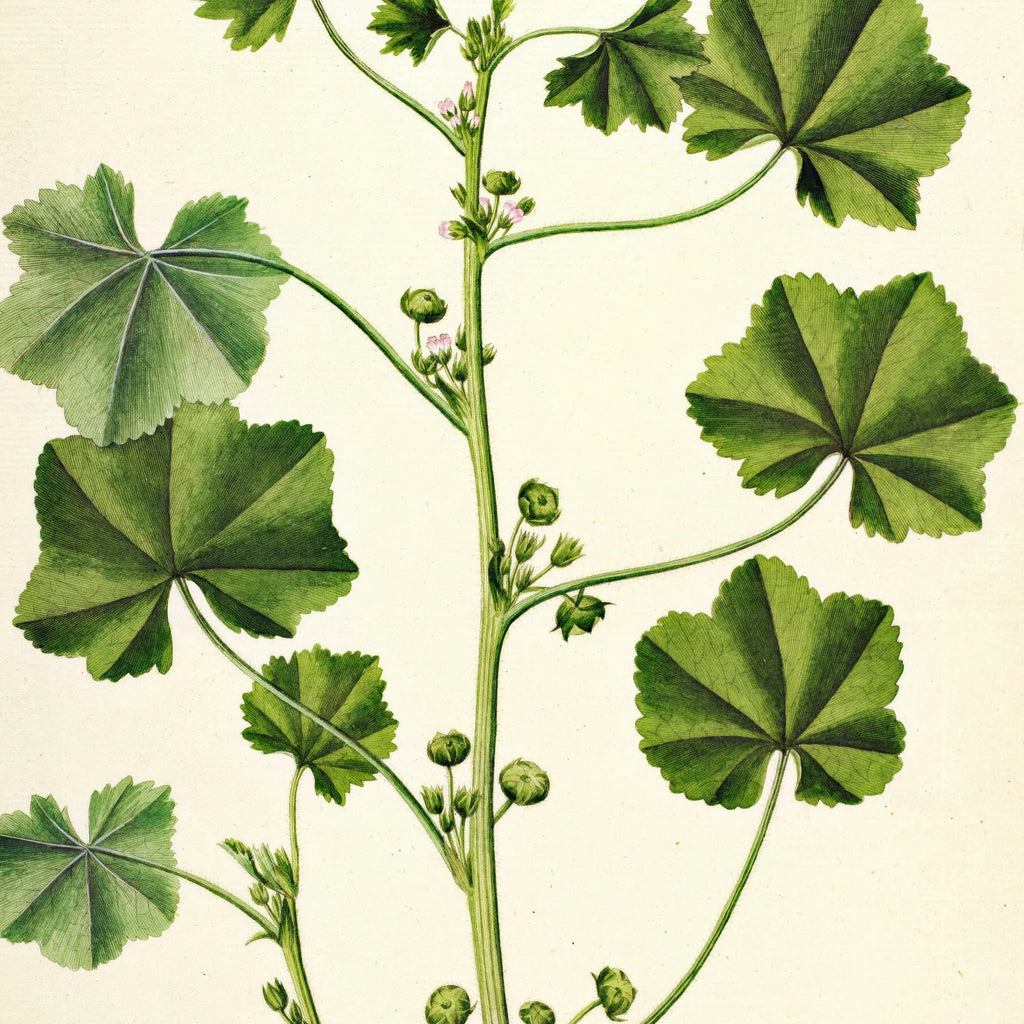 Liden Katost 1825 - Flora Danica – billede 4