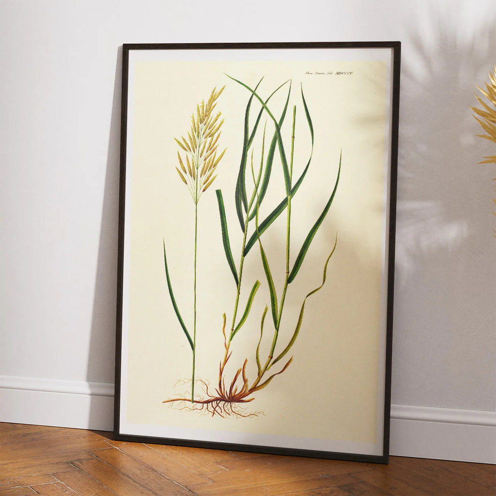 Græsart 1825 - Flora Danica – billede 2