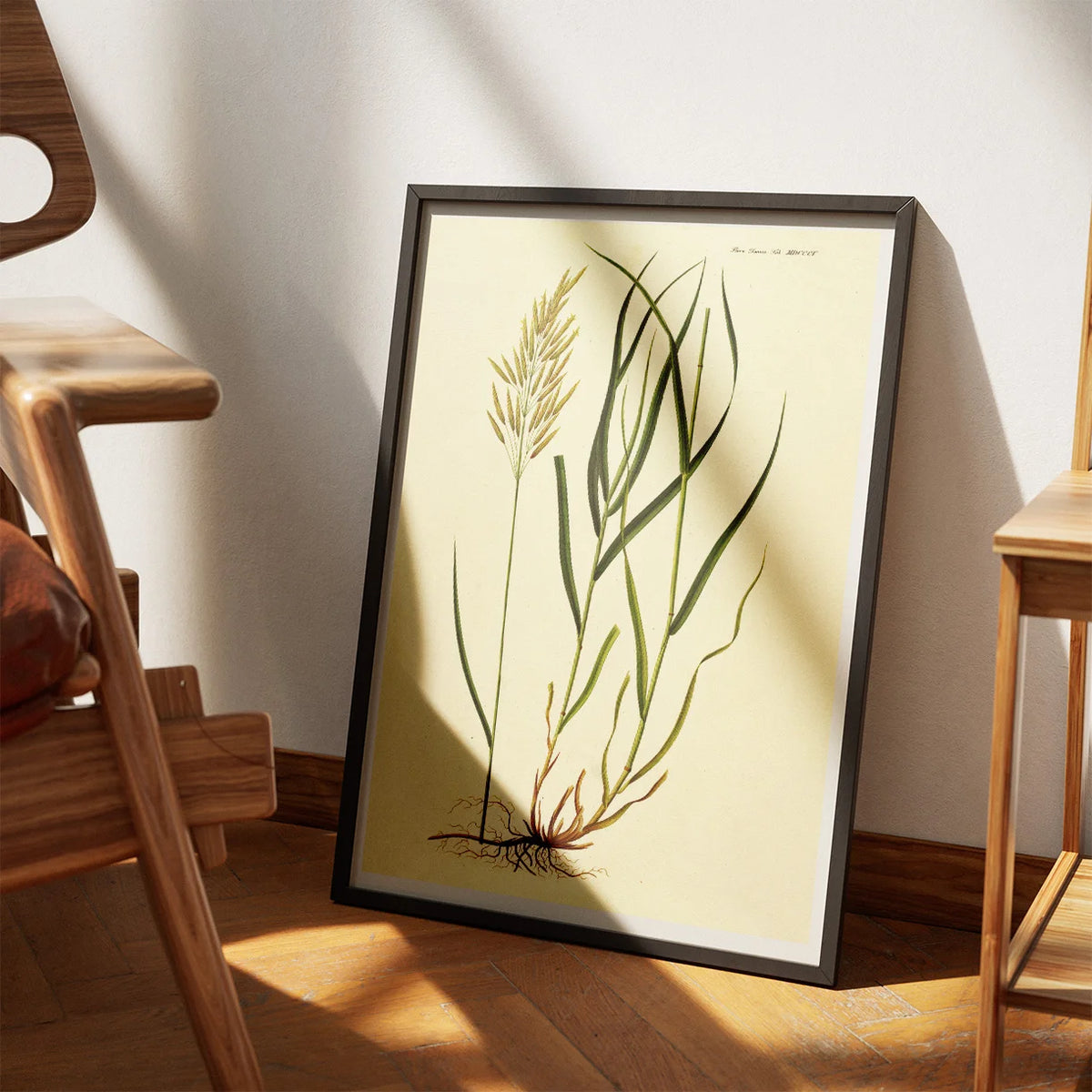 Græsart 1825 - Flora Danica – billede 3