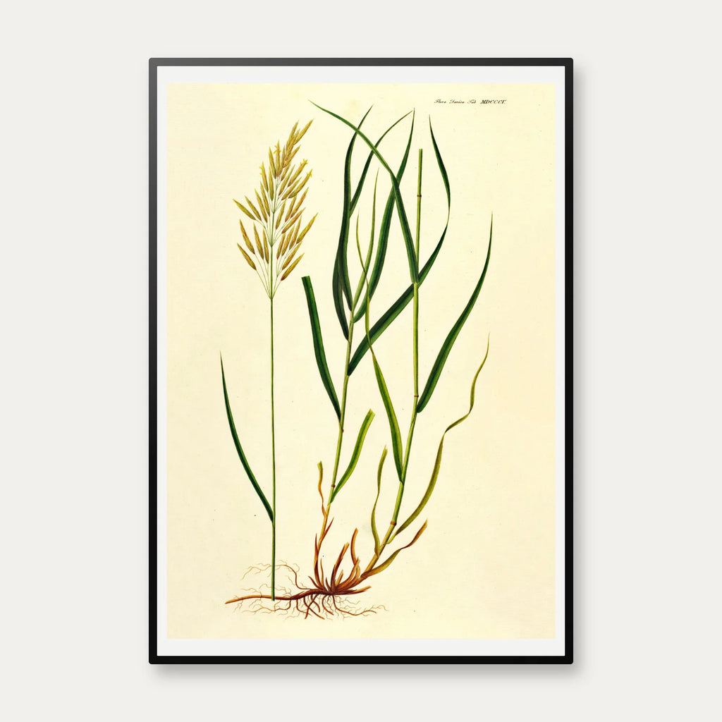 Græsart 1825 - Flora Danica – billede 1
