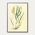 Græsart 1825 - Flora Danica – billede 1