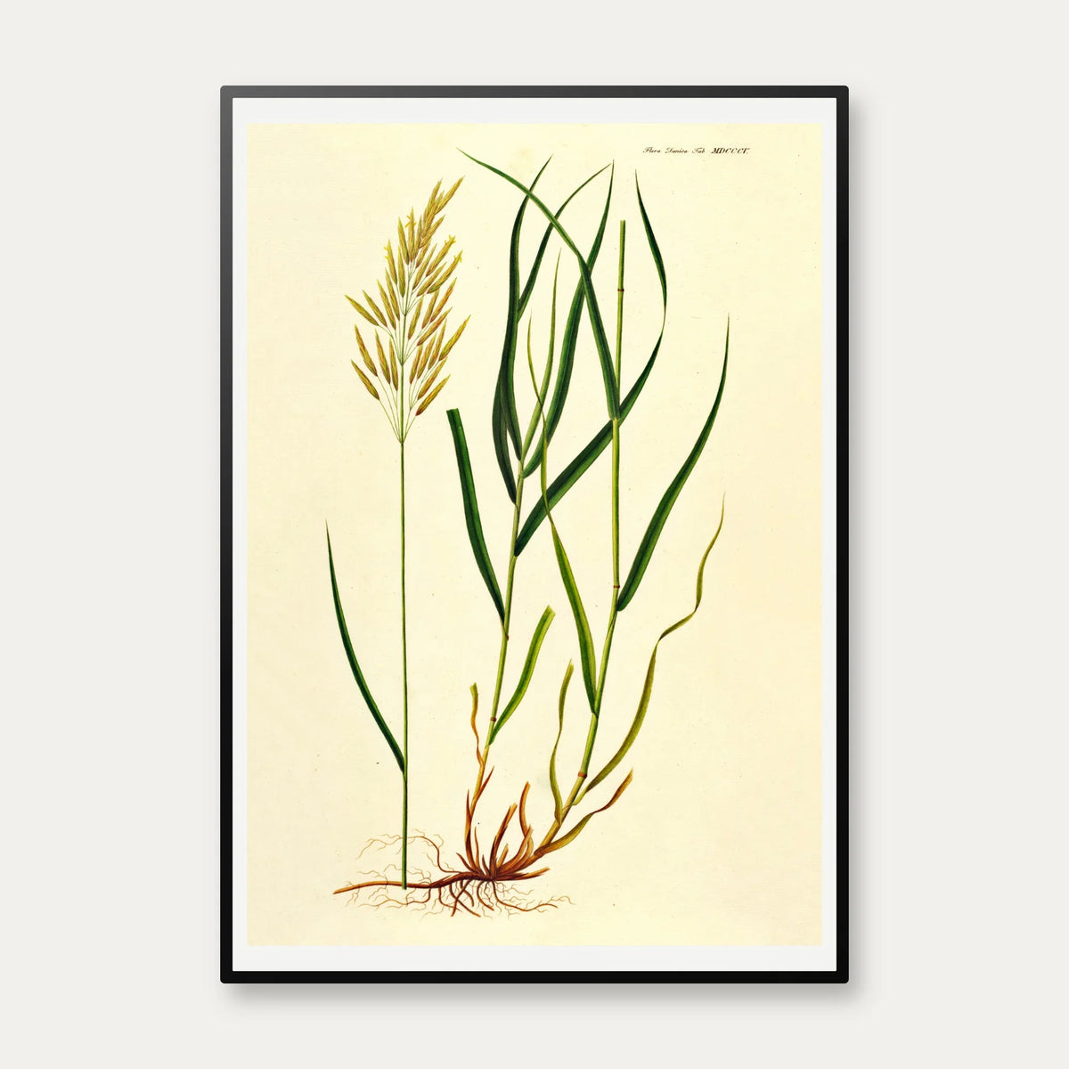 Græsart 1825 - Flora Danica – billede 1