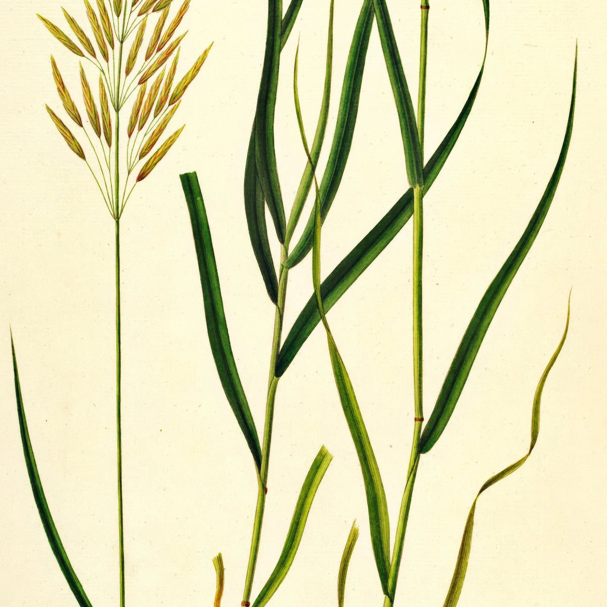 Græsart 1825 - Flora Danica – billede 4