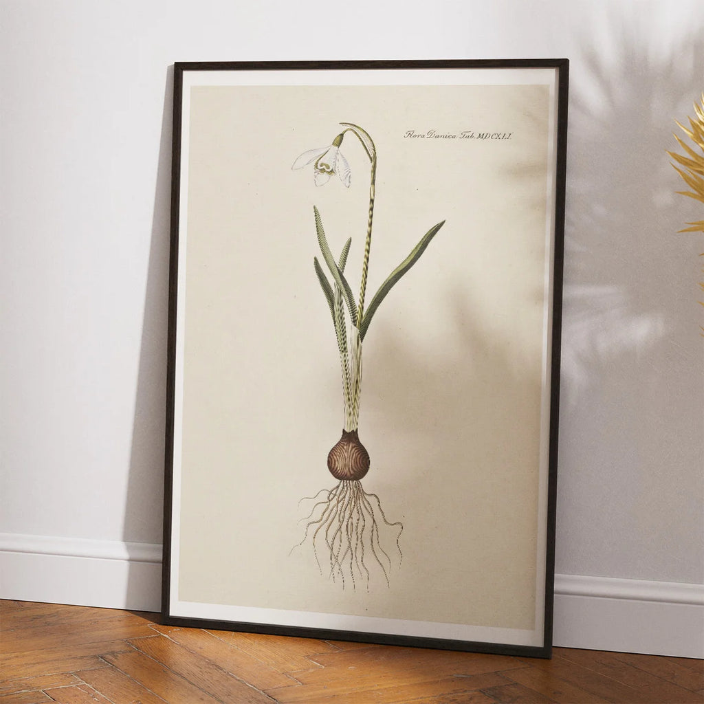 Vintergæk 1819 - Flora Danica – billede 2