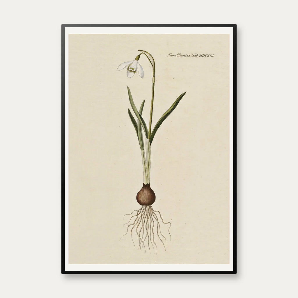 Vintergæk 1819 - Flora Danica – billede 1
