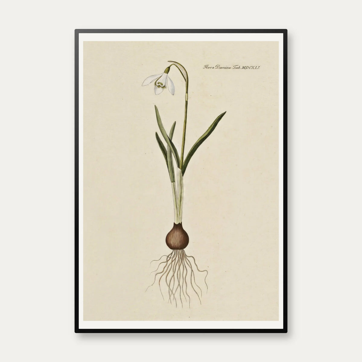 Vintergæk 1819 - Flora Danica – billede 1