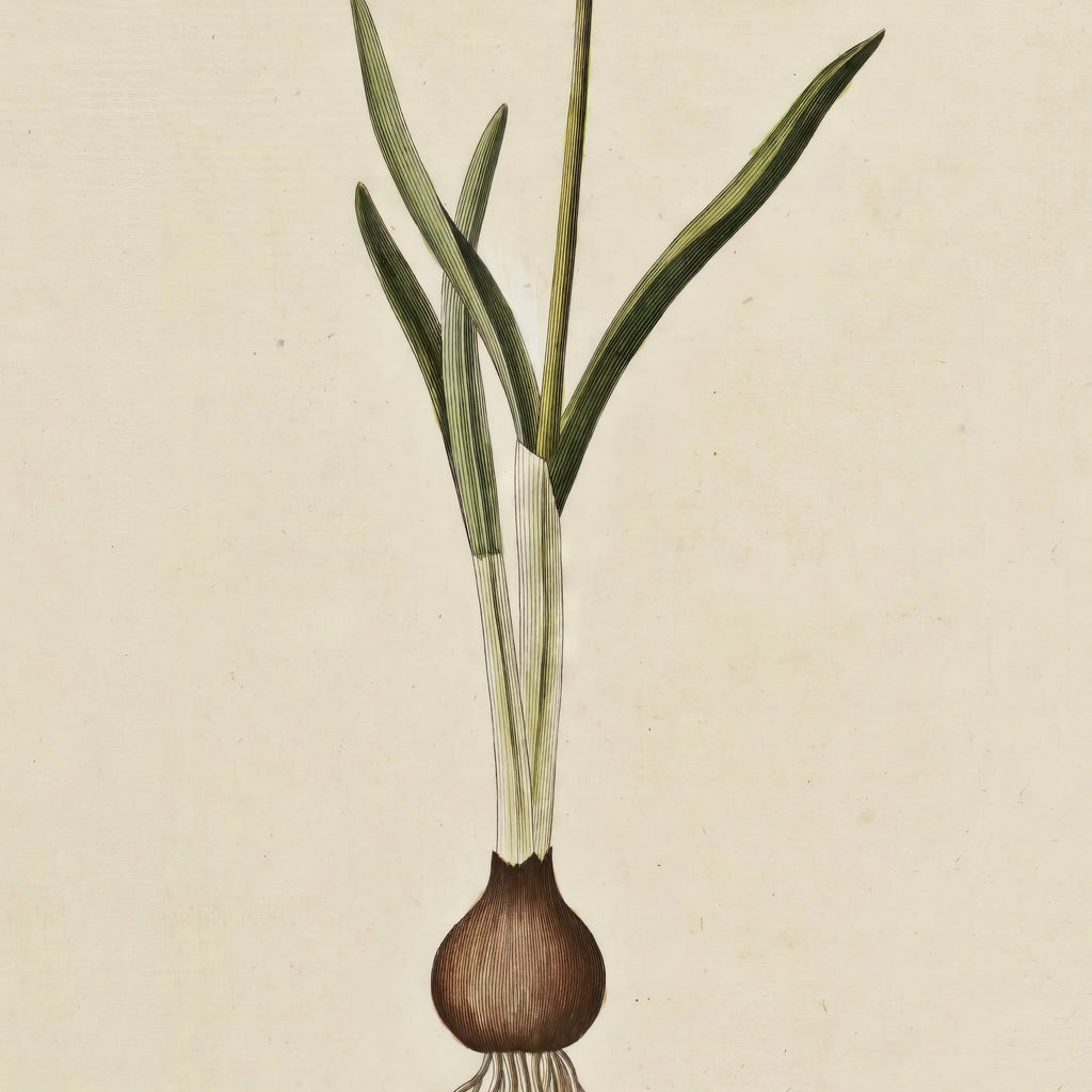 Vintergæk 1819 - Flora Danica – billede 4