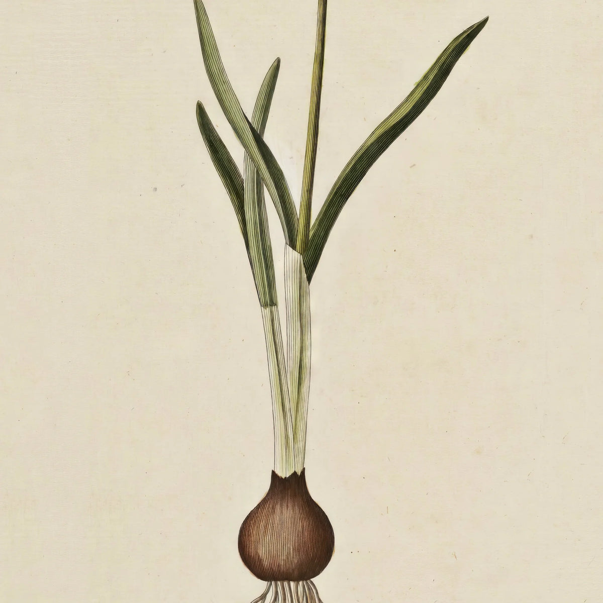Vintergæk 1819 - Flora Danica – billede 4