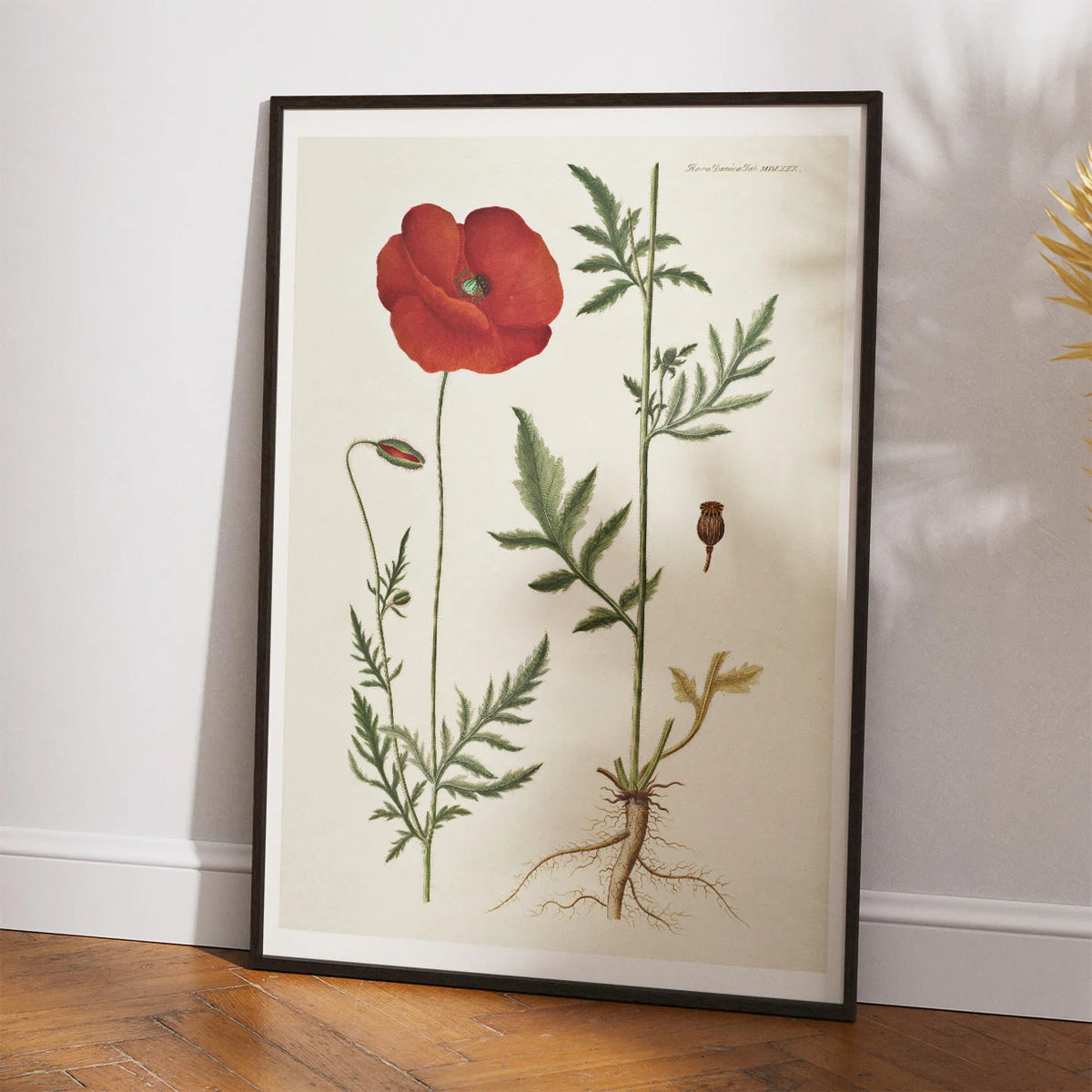 Kornvalmue 1818 - Flora Danica – billede 2