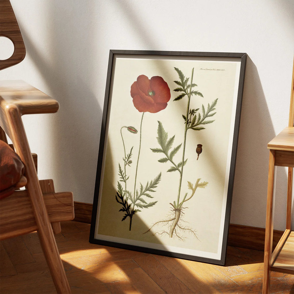 Kornvalmue 1818 - Flora Danica – billede 3