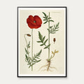 Kornvalmue 1818 - Flora Danica – billede 1