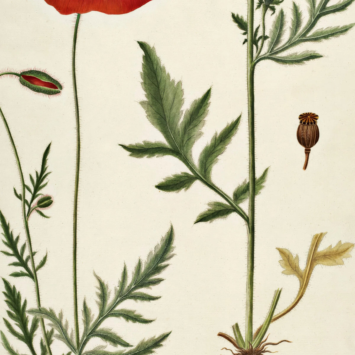 Kornvalmue 1818 - Flora Danica – billede 4