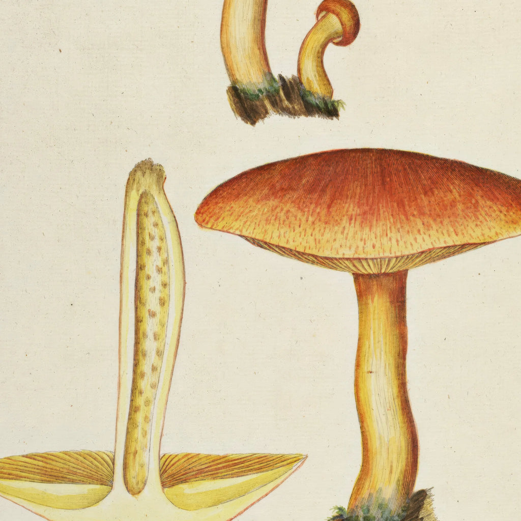 Purpur-væbnerhat 1818 - Flora Danica – billede 4
