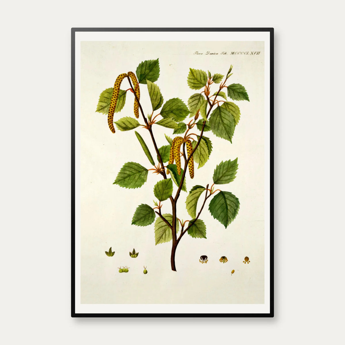 Dun-birk 1813 - Flora Danica – billede 1