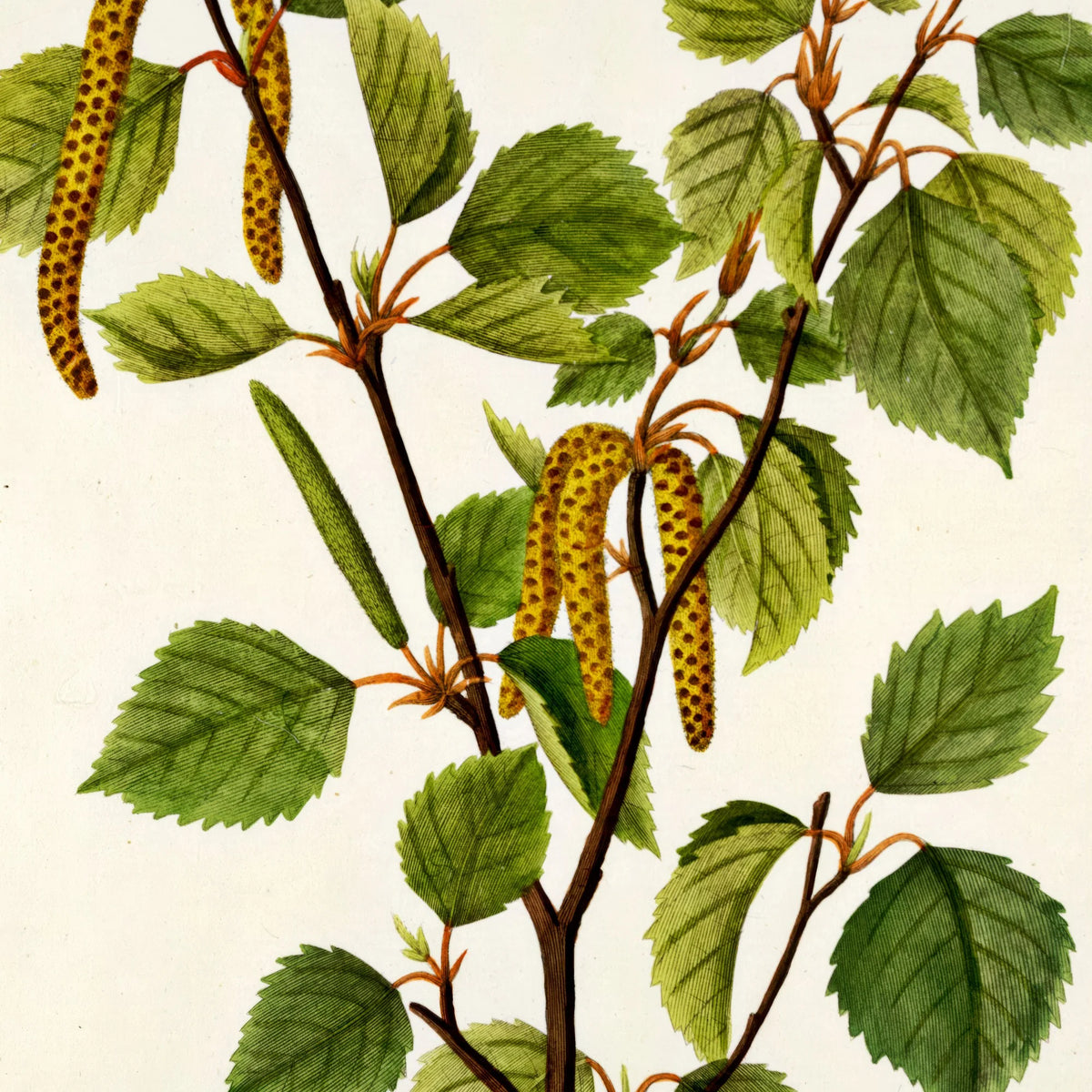 Dun-birk 1813 - Flora Danica – billede 4