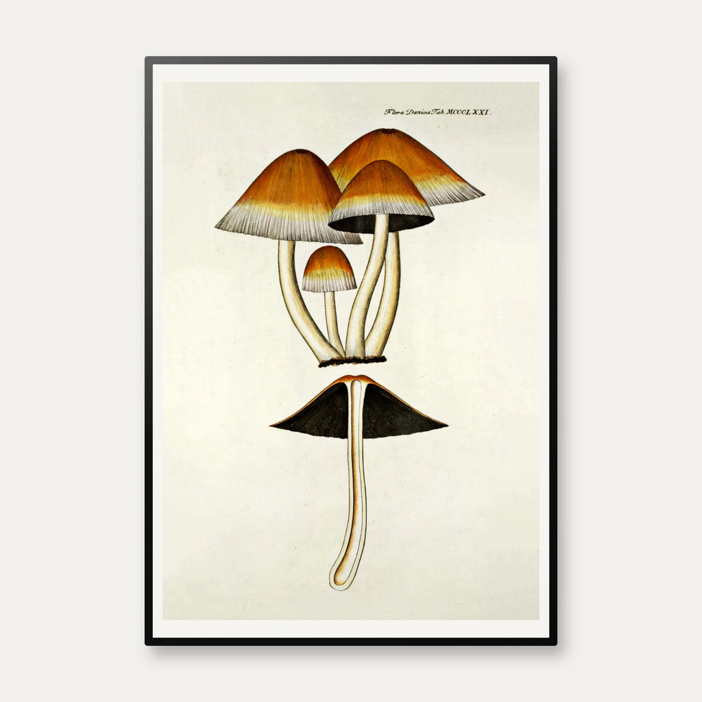 Agaricus digitalis Batsch 1808 - Flora Danica – billede 1