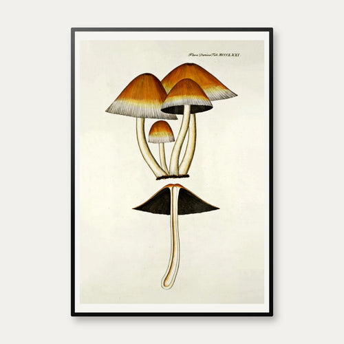 Agaricus digitalis Batsch 1808 - Flora Danica – billede 1