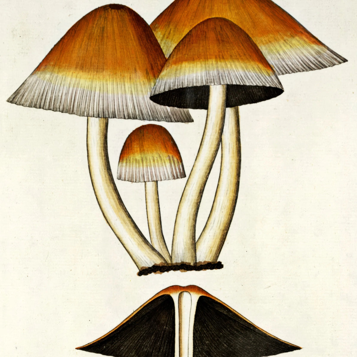 Agaricus digitalis Batsch 1808 - Flora Danica – billede 4