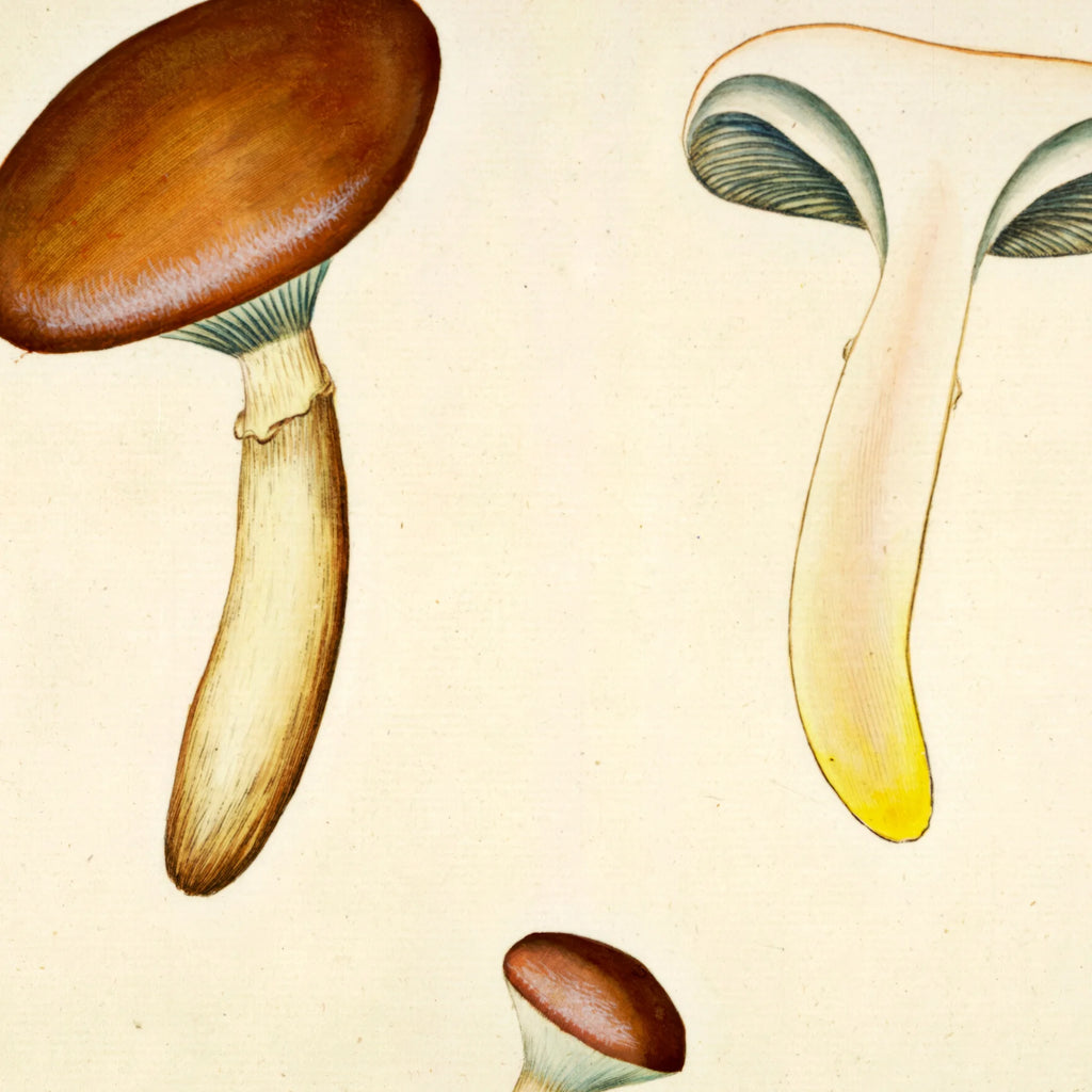 Agaricus glutinosus Vahl. 1799 - Flora Danica – billede 4